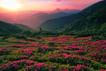blooming red pink rhododendrons flowers in the mountains, Carpathian mountains, border Ukraine - Romania, Transcarpathian, near Rahiv, Europe....exclusive - yjis image is sell only on Adobe stock