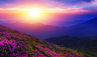 blooming red pink rhododendrons flowers in the mountains, Carpathian mountains, border Ukraine - Romania,  Transcarpathian, near Rahiv,  Europe....exclusive - this image is sell only on Adobe stock