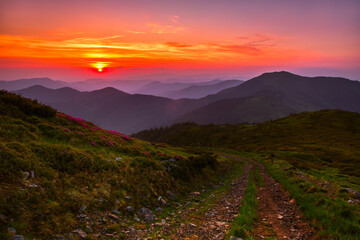 blooming red pink rhododendrons flowers in the mountains, Carpathian mountains, border Ukraine - Romania,  Transcarpathian, near Rahiv,  Europe....exclusive - this image is sell only on Adobe stock
