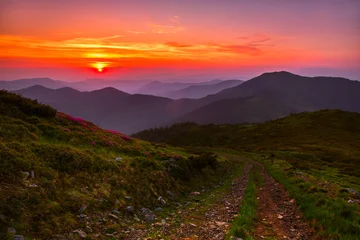 Fotobehang Chocoladebruin blooming red pink rhododendrons flowers in the mountains, Carpathian mountains, border Ukraine - Romania,  Transcarpathian, near Rahiv,  Europe....exclusive - this image is sell only on Adobe stock  © Rushvol