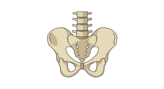 Anatomical illustration of a human pelvis with sacrum and coccyx bones
