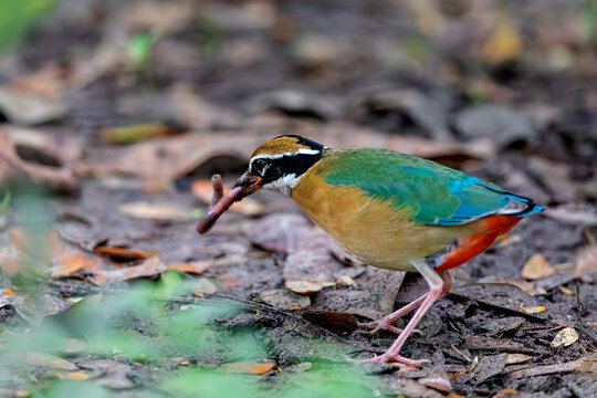 Indian pitta (Pitta brachyura)  at Rabindra Sarovar, Kolkata, West Bengal, India.