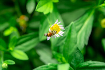 Insects macro taken is on the white flowers