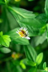 Insects macro taken is on the white flowers