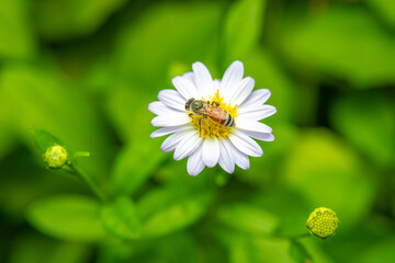 Insects macro taken is on the white flowers