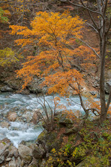渓流の紅葉