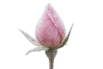Close-up of a delicate pink rosebud covered in frost, isolated on a transparent background, capturing the beauty of winter's touch
