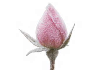 Close-up of a delicate pink rosebud covered in frost, isolated on a transparent background, capturing the beauty of winter's touch