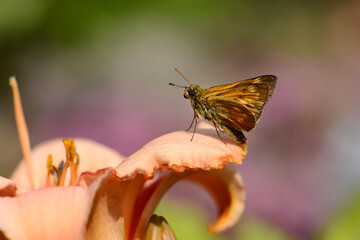 Schmetterling 1416