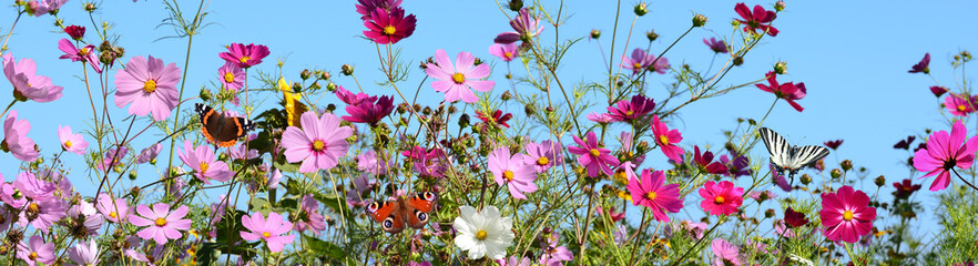 Schmetterling 1309 © K.-U. Häßler