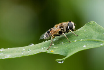 Hoverfly, Eristalis pertinax sitting on a leaf after rain. With water droplets on the surface. Side view, close up