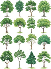 Set of green forest trees in summer, cartoon foliage collection, natural park vegetation, leafy deciduous and conifer trees isolated on white background