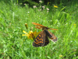 Schl&uuml;sselblumen W&uuml;rfelfalter