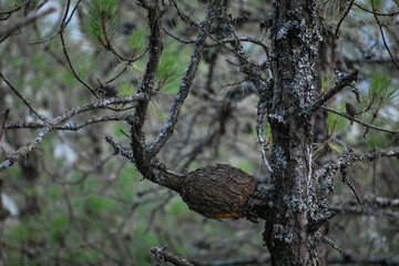 A nest made by ants on a tree .
