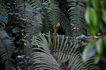 Fern tree in close up .