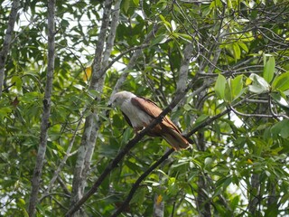 great spotted eagle