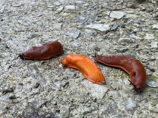 snail on a rock