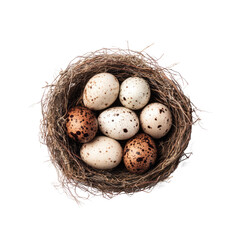 Obraz premium Bird eggs nestled in a nest