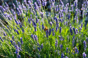 Beautiful butterfly on purple lavender