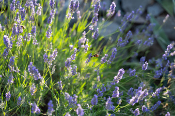 Hawk-moth butterfly on lavender blossom