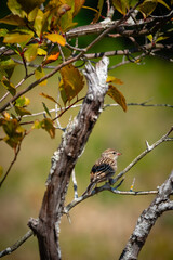 bird on a branch