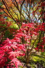 Naklejka premium red maple tree in autumn