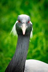 Fototapeta premium grey crowned crane