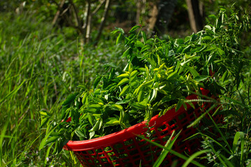 A red basket full of freshly harvested green vegetables in a garden. Concept of organic food, healthy lifestyle, and gardening
