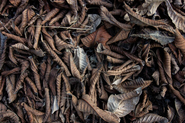 Texture of a pile of dry, curled autumn leaves on the ground. Abstract natural background