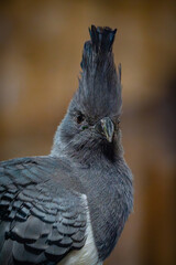 bird