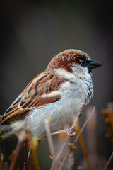 female house sparrow