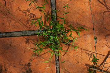 A green weed growing through the crack of a brick patio. Concept of resilience, strength, and hope