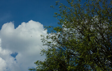 A green treetop against a vibrant blue sky with white clouds on a sunny day. Natural background with copy space.