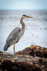 great blue heron