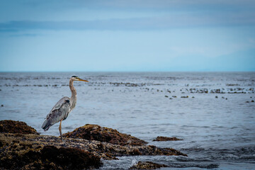 great blue heron