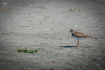 bird on the beach