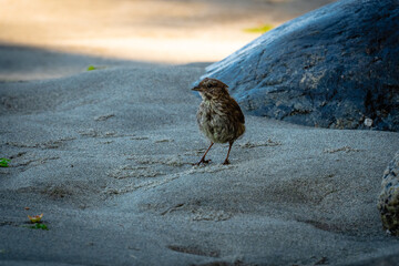 bird on the beach