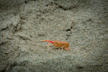 California beach hopper
