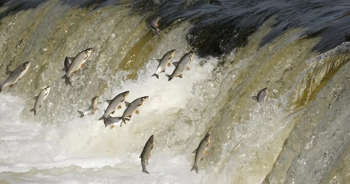 4K - Fish migrate by jumping over a waterfall. Close-up. Slow-mo