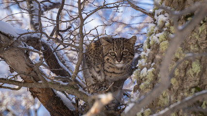 wildcat in tree