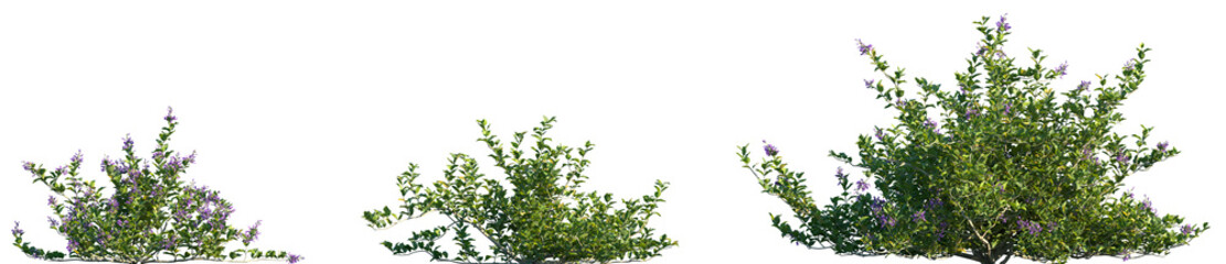 Obraz premium Set of Vitex trifolia (commonly names common blue vitex, hand of Mary, Indian privet, simpleleaf chastetree) frontal isolated png on a transparent background perfectly cutout