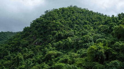Dense forest hillside landscape