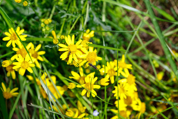 Field of Yellow Flowers with Grass and Insects