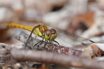 Closeup on a Common darter dragonfly, Sympetrum striolatum perched on a twig