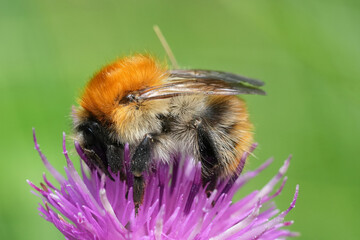 Closeup on a female queen Common carder bee, Bombus pascuorum on a purple knapweed flower