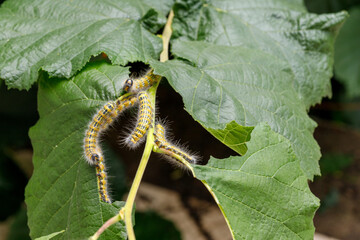 Yellow and Black Striped Caterpillars on a Green Plant.