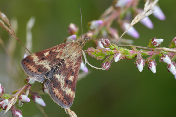 Closeup on a straw-barred pearl moth,  Pyrausta despicata on a flowering Common Heath