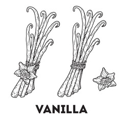 Naklejka premium Vanilla sketch. Hand drawn vector illustration.