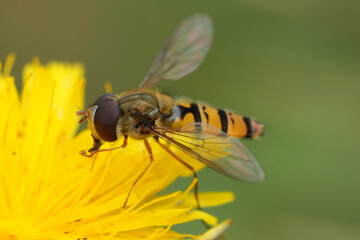 Closeup on a marmalade hoverfly, Episyrphus balteatus on a purple knapweed flower