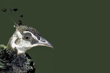 Pfau Weiblichen , grüner Hintergrund